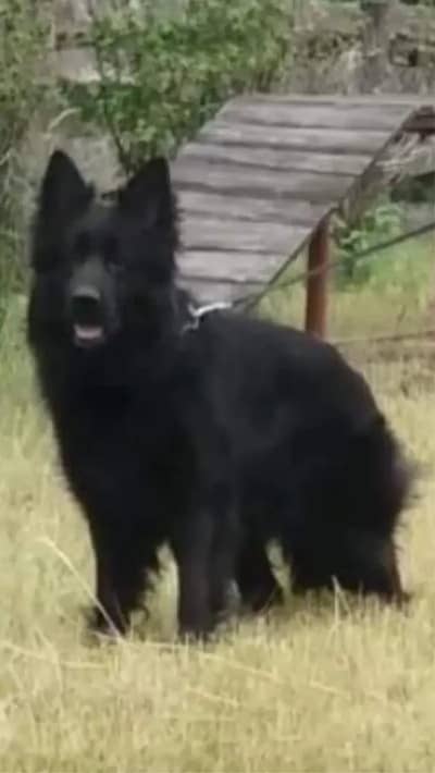 Black German shepherd Pedigree puppy