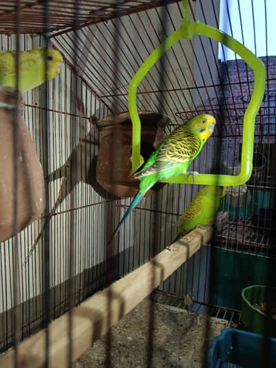 Australian Parrots for sale with cage