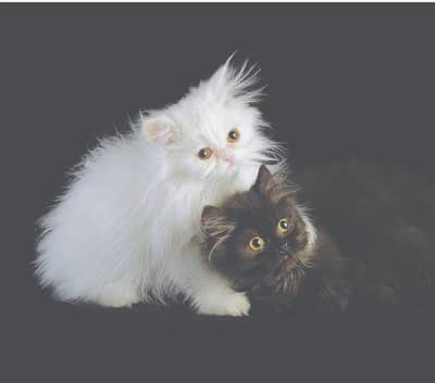 LOCATION : SARGODHA CONTACT : 03105322532