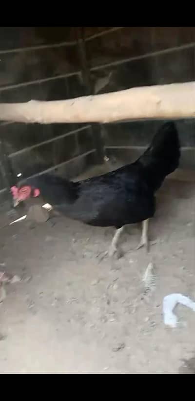 Black Breder Hen