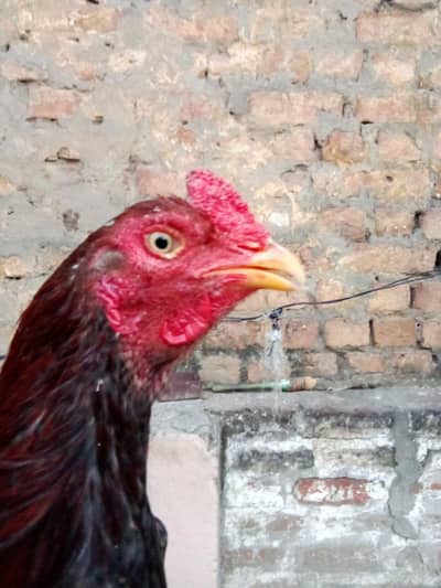 high quality aseel patha for sale.