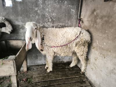 Sindhi cross chuttra full healthy and active jorri