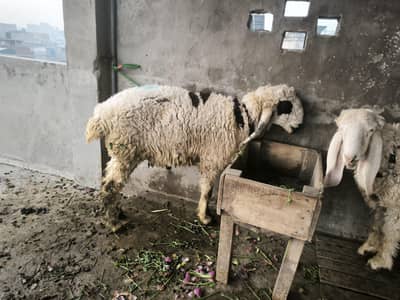 Sindhi cross chtra jorri