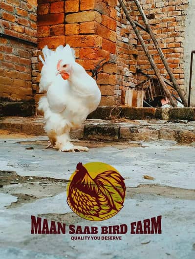 Golden  heavy Buff| White b  Buff |Blue Heavy Buff| Black heavy buff