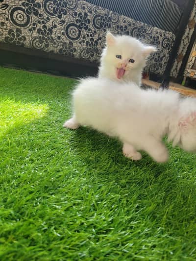 Persian male and female kittens