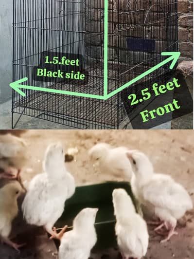 aseel heera chick 1400 zair dum cage 3000. o3017104771 call what's app