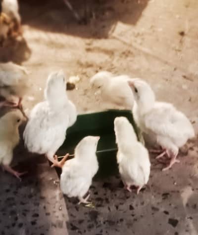 aseel heera chick 1500 zair dum cage 3000. o3017104771 call what's app