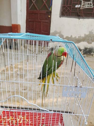 raw parrot male