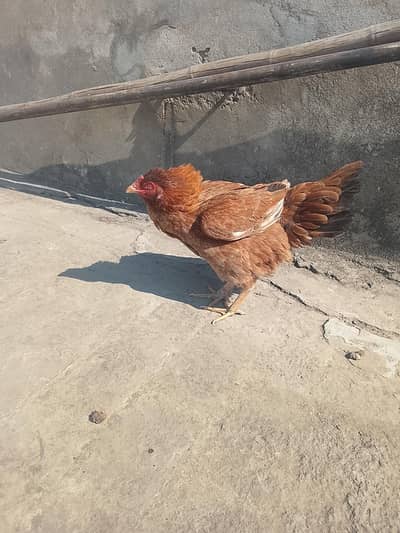 aseel murgi kurk pe he