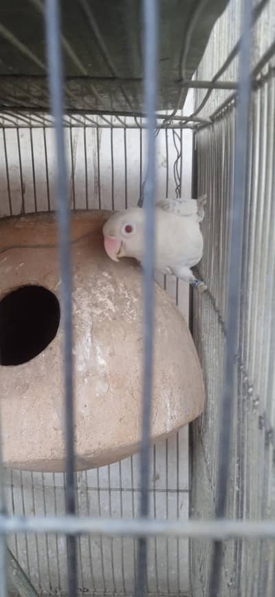 albino red eye female hai or lotion personata pair hai