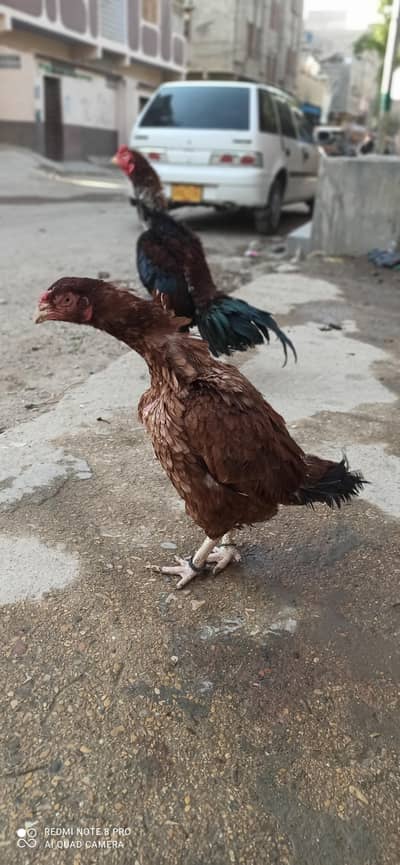 miawali old blood line