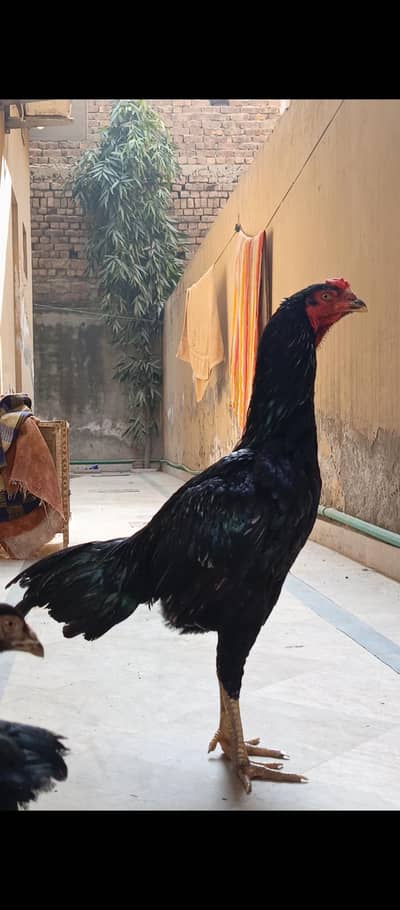 Black Lasani O Shamo Aseel patha for sale