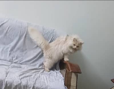 Male cat for Mating Purpose (Triple Coat)