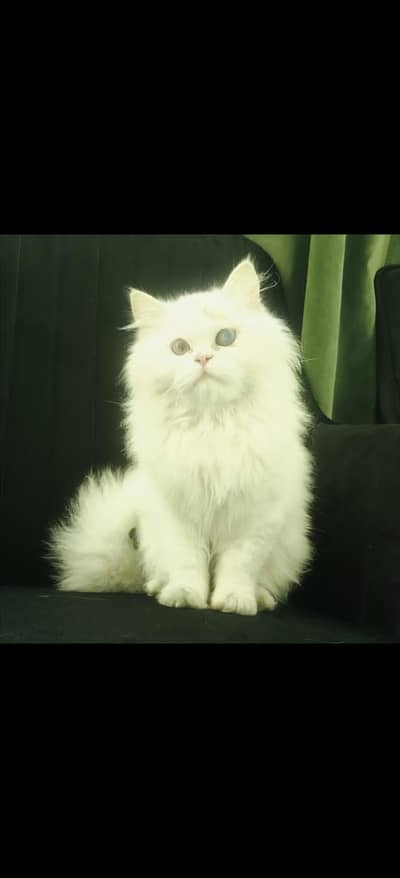 Cat for sale urgent (03226243462)
