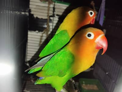 Fischer lovebirds pair