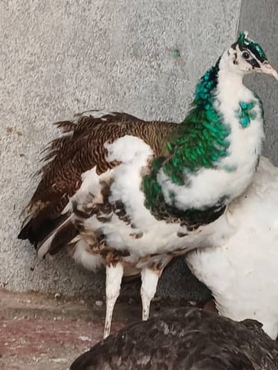 2 pair of peacock and 1 pied male