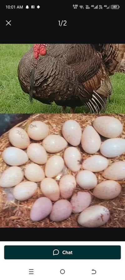 turkey eggs Whatsapp 03425102774