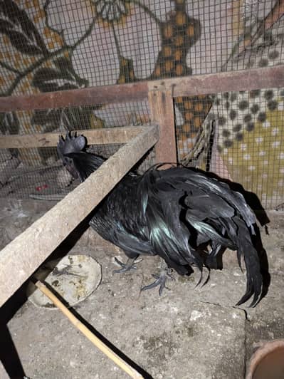 ayam cemani 1 male
