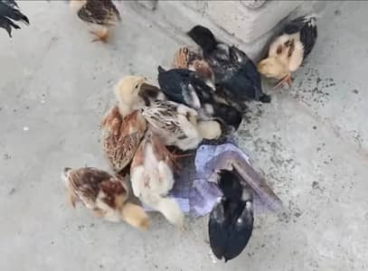 urgent sale  high quality aseel 03356479354