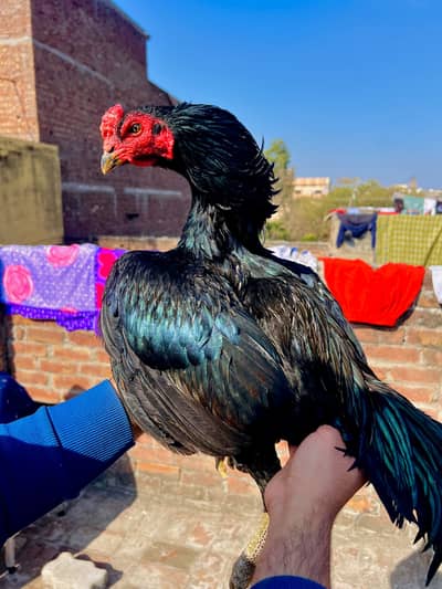 Pure Thai & thai crosss aseel