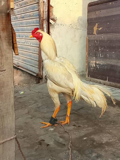 Mushka Lasani + White Boska Pair