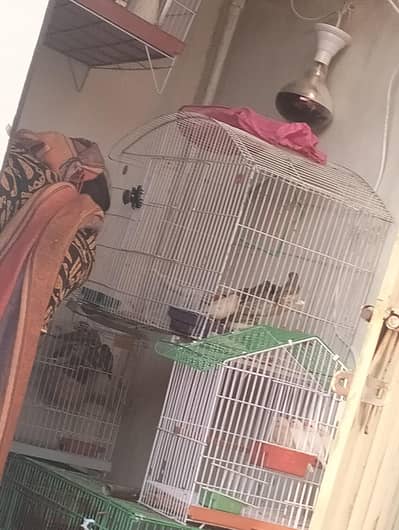 java ,china dove with baby, gouldian