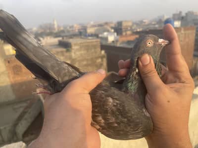 Breeders kabotar for sale High Quality Birds