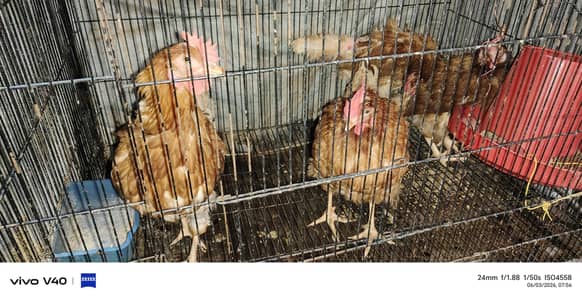 lohaman Brown hen for sale