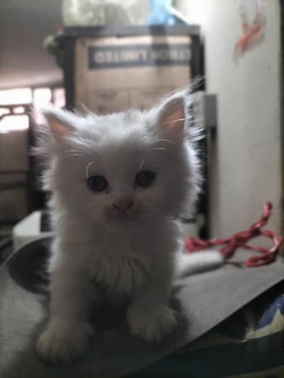 healthy and active kitten