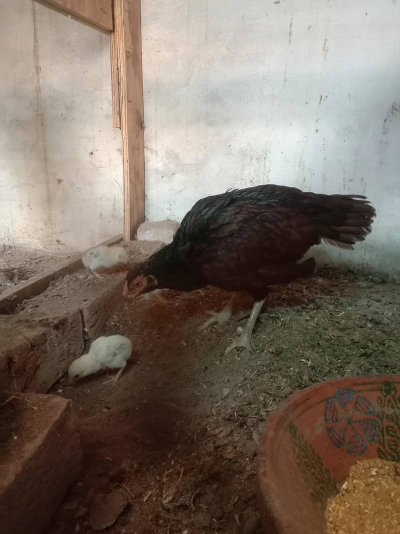 دیسی تین چوزے اور ایک دیسی مرغی 0