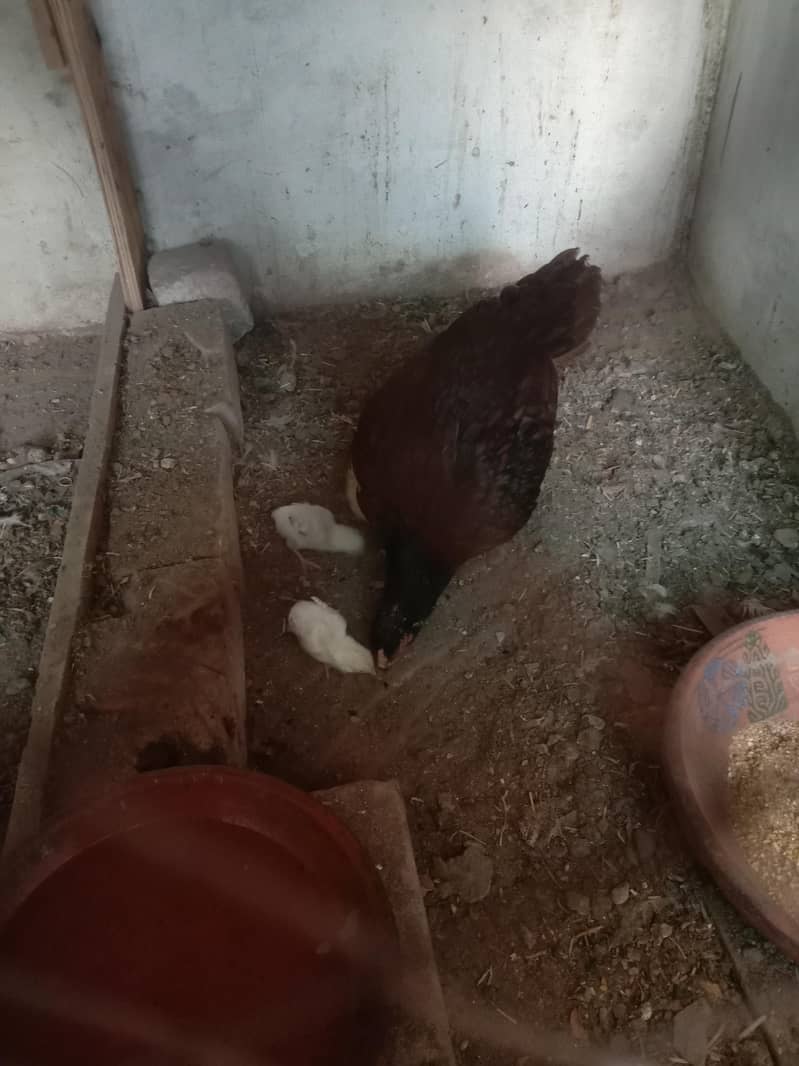 دیسی تین چوزے اور ایک دیسی مرغی 2