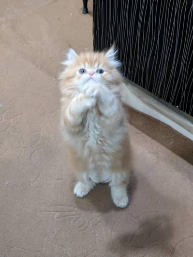 Punch Face Persian Kittens