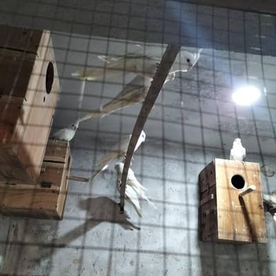 eno cocktail parrots