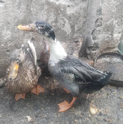 Egg laying ducks sale