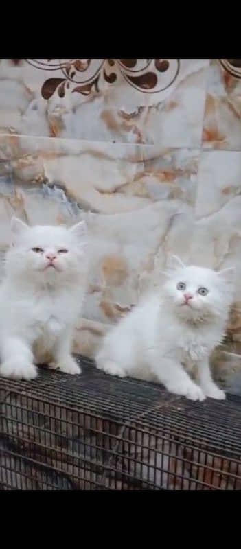 Persian cat for sale male female vaccine clear 0329=26=63=252=