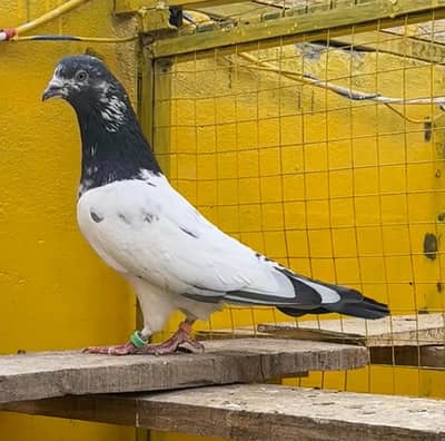 اعلیٰ نسل کے کبوتر مناسب قیمت پر دستیاب