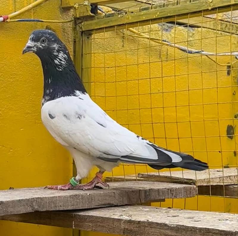 اعلیٰ نسل کے کبوتر مناسب قیمت پر دستیاب 0