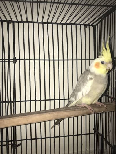 Pied Grey Cockatiel Male | Age 9-12 months (estimated)