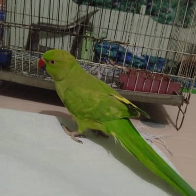 parrot for sale