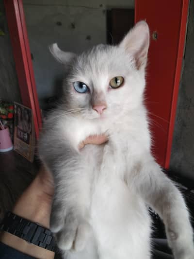 odd eye double coated Persian cat full tamed what's app03105765512