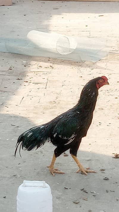 high quality  high price  lasani cross  mushka ​​pair