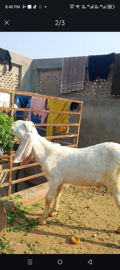 peur rajan puri bkra urgnt sale krna age 4.5 maha h helthe active