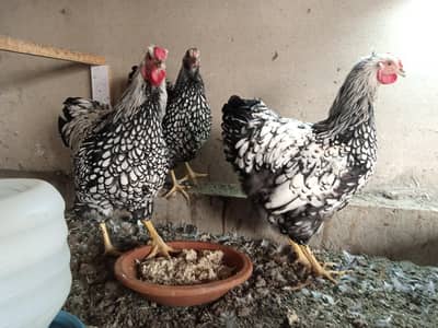 Wyandotte Silver  Pair