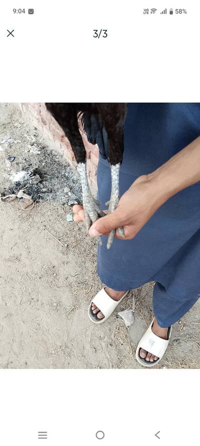 healthy and ready to egg