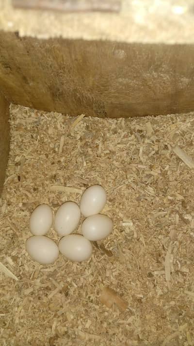 commen white coctail