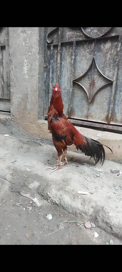 Aseel murgha for sale.