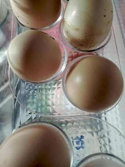 misri Desi Eggs for sell