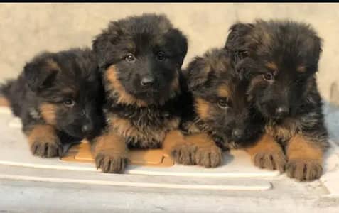 High quality puppies available