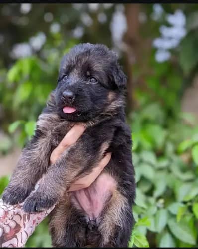 High quality puppies available