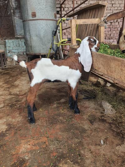 kali dabi Amritsari Beetal